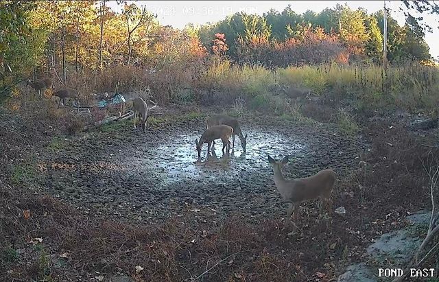 499 Black Coyote Trail, Galena, MO 65656