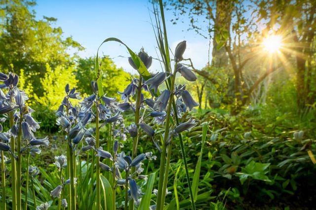 12602 Spenceville Rd, Penn Valley, CA 95946