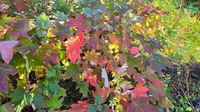 12602 Spenceville Rd, Penn Valley, CA 95946