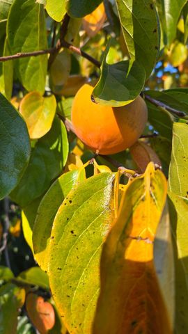 12602 Spenceville Rd, Penn Valley, CA 95946