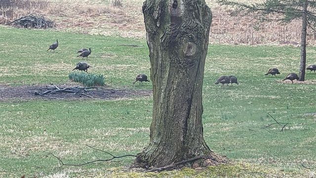 1836 Platt Street, Niles, MI 49120