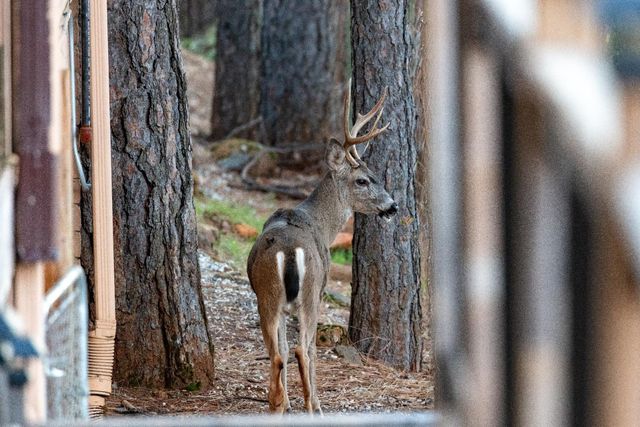 16193 Sharon Way, Grass Valley, CA 95949