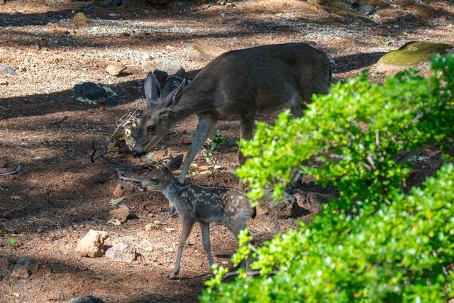 16193 Sharon Way, Grass Valley, CA 95949