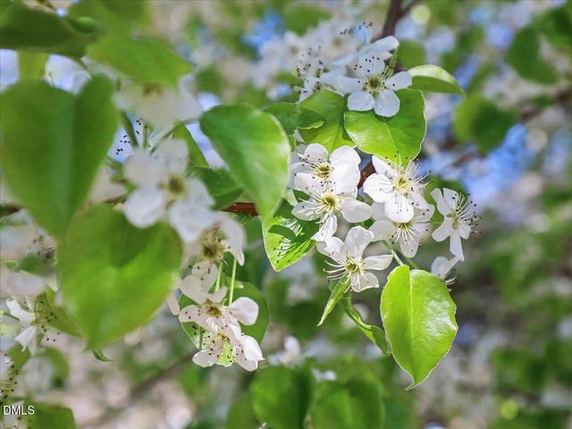 325 Wolfbridge Road, Holly Springs, NC 27540