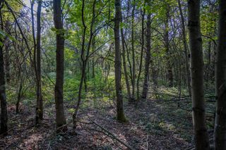 Lot 4 20th Street, Necedah, WI 54646