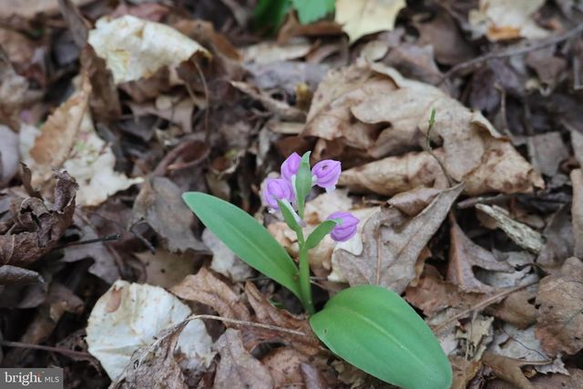 1185 BELLE MEADE RD, Bumpass, VA 23024