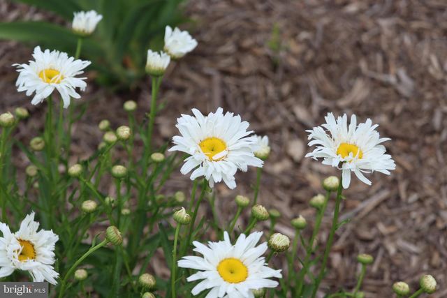 1185 BELLE MEADE RD, Bumpass, VA 23024