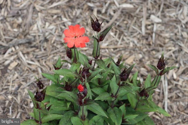 1185 BELLE MEADE RD, Bumpass, VA 23024