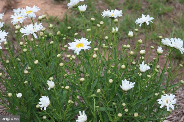 1185 BELLE MEADE RD, Bumpass, VA 23024