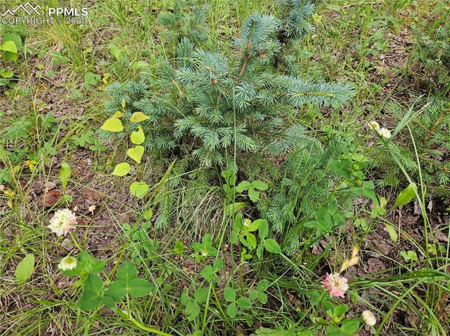 702 Lake Drive, Divide, CO 80814