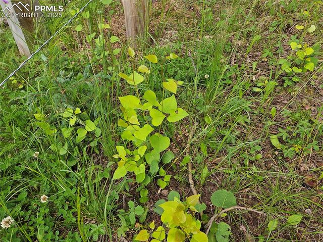 702 Lake Drive, Divide, CO 80814