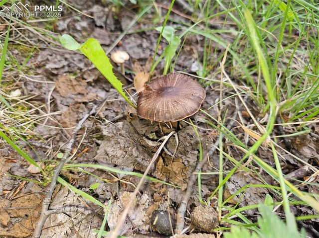 702 Lake Drive, Divide, CO 80814