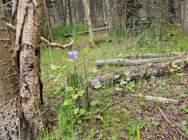 702 Lake Drive, Divide, CO 80814