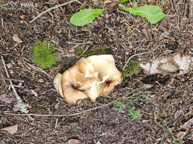 702 Lake Drive, Divide, CO 80814