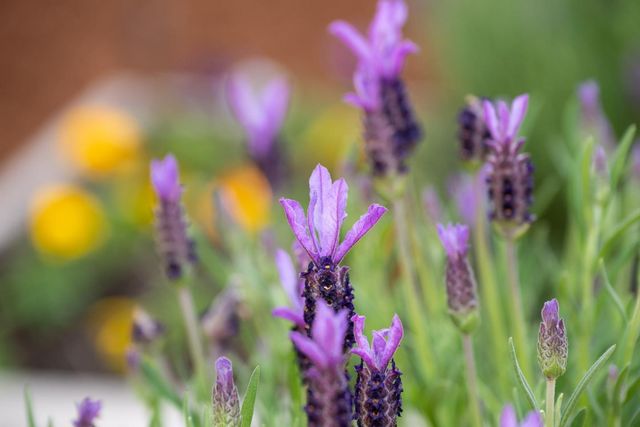 4970 Cherry Avenue 115, San Jose, CA 95118