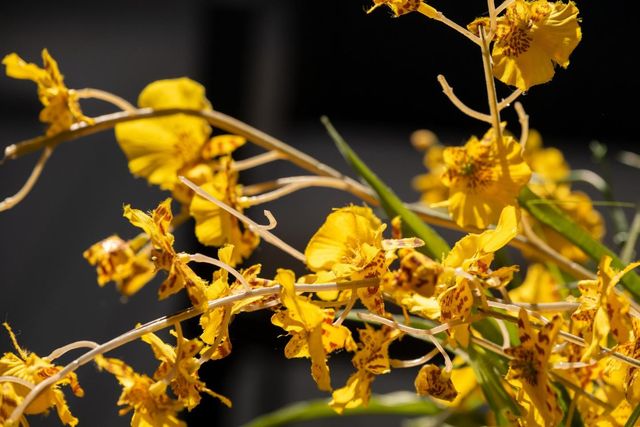 4970 Cherry Avenue 115, San Jose, CA 95118