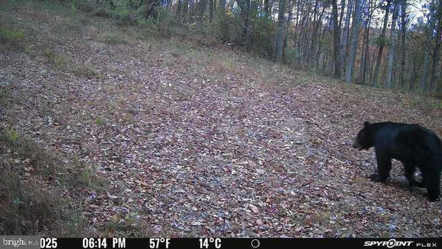 300 BEEGLE RD, Everett, PA 15537