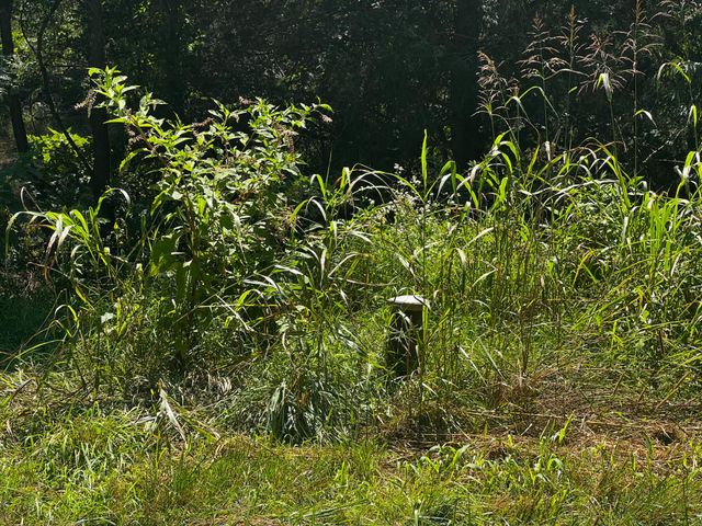 2971 DISPANET RD, Mathias, WV 26812