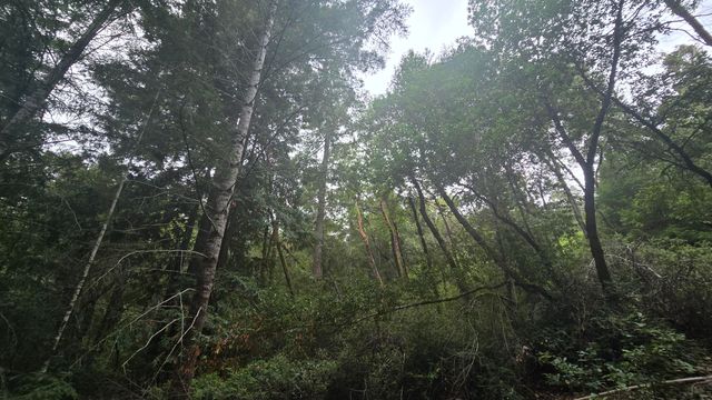 9819 Dyerville Loop Road, Myers Flat, CA 95554