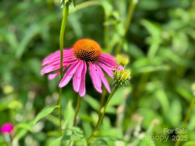 297 Hillside Street, Asheville, NC 28801