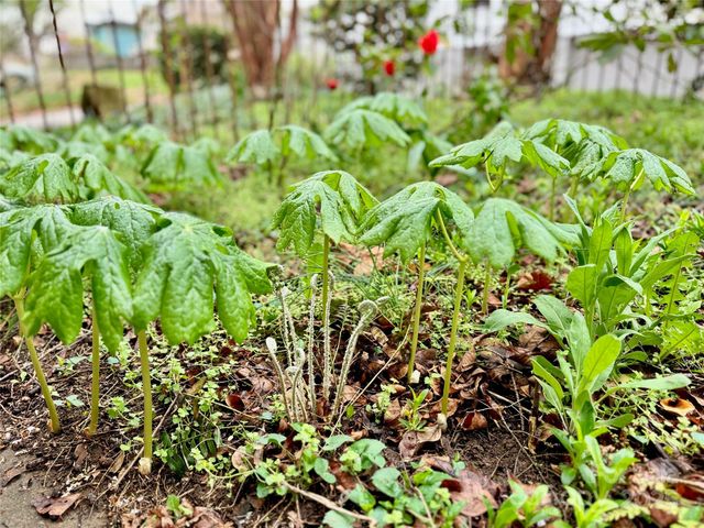 297 Hillside Street, Asheville, NC 28801