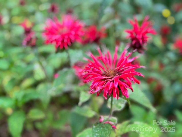 297 Hillside Street, Asheville, NC 28801