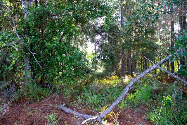 1621 Mauna Kea Court, Gulf Breeze, FL 32563