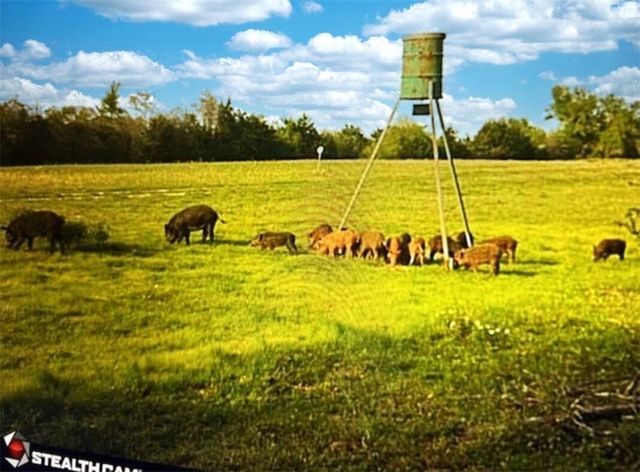 9736 North FM 2096 Farm to Market Road N, Franklin, TX 77856