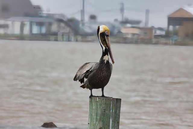 2061 County Road 230, Sargent, TX 77414