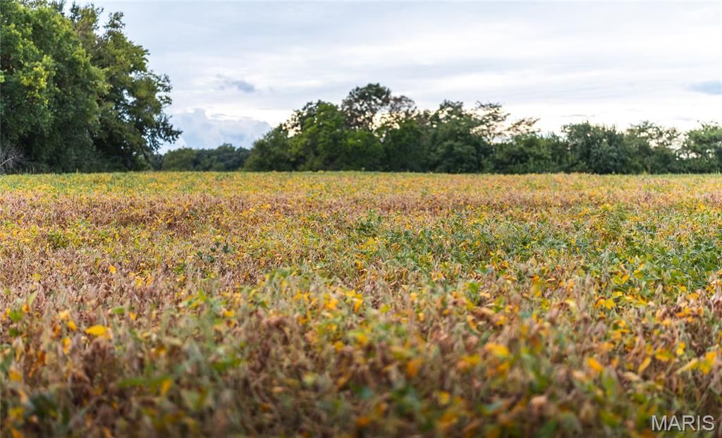 Image 7 of property listing at 18435 Old Highway 67, Jerseyville, IL 62052