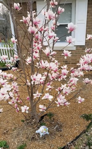 312 Forrest Drive, Lawrenceburg, KY 40342