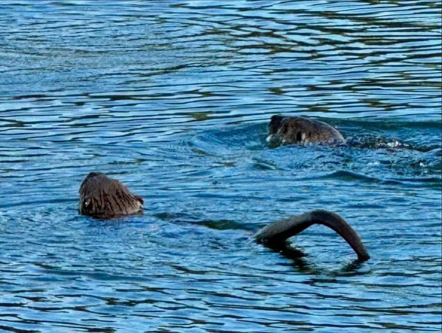 23523 Shadow Dr, Auburn, CA 95602