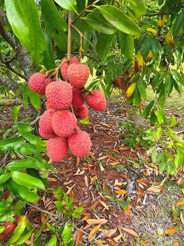 20520 SW 190th St, Miami, FL 33187