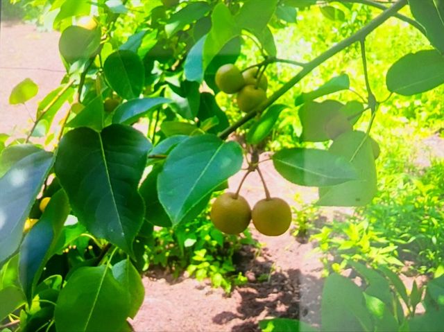 463 Holtshire Rd, Orange, MA 01364