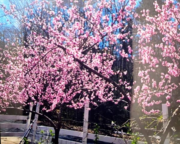 463 Holtshire Rd, Orange, MA 01364