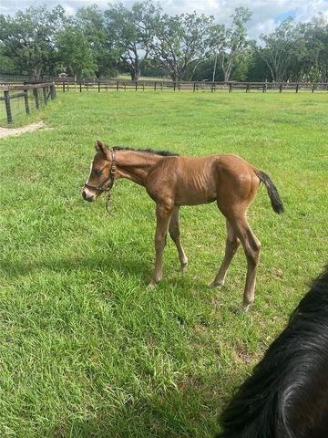 9549 NW 80TH AVENUE, Ocala, FL 34482