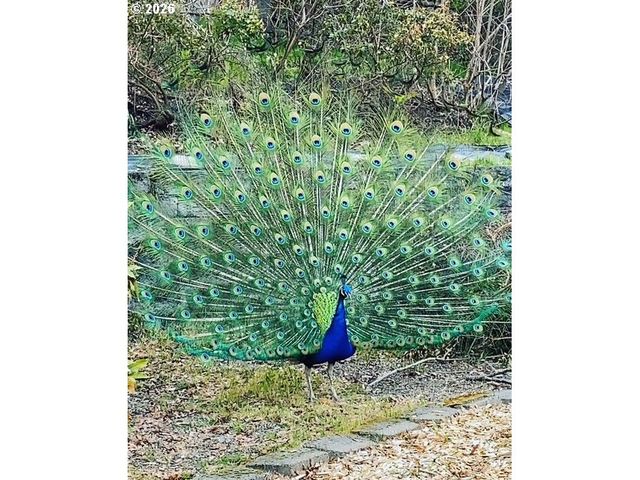 4819 Se REX Dr, Portland, OR 97206