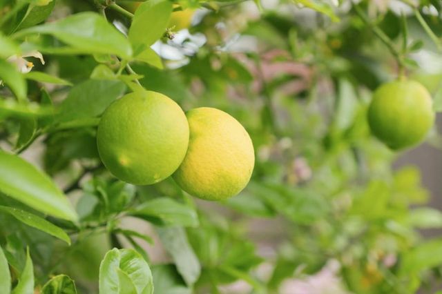 1432 Fifth Avenue, Belmont, CA 94002