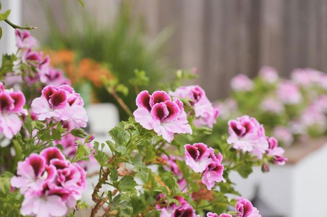 1432 Fifth Avenue, Belmont, CA 94002