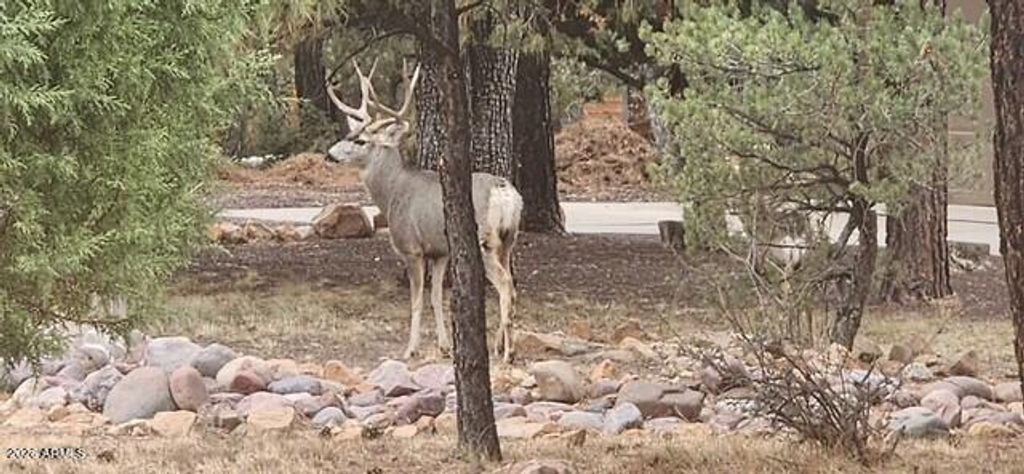 Image 53 of property listing at 3408 PONDEROSA Loop, Heber, AZ 85928