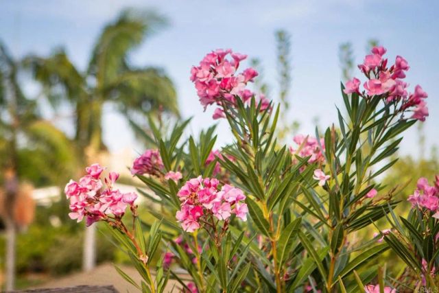 1684 Hubbard Place, Escondido, CA 92027