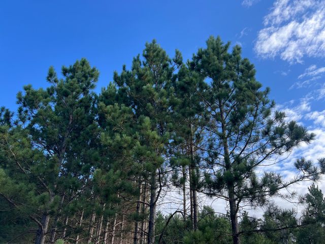 Lot 6 See Gull Cove, Brainerd, MN 56401