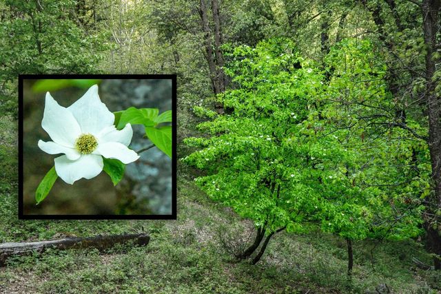 14437 Lightning Tree Rd, Nevada City, CA 95959