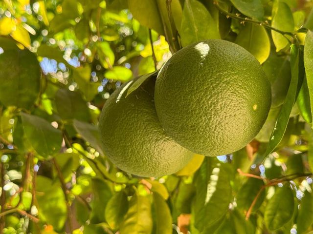 80394 Ave 48 423, Indio, CA 92201