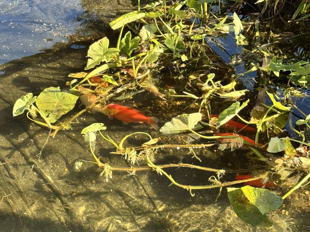 2864 Sixth Street, Florala, AL 36442