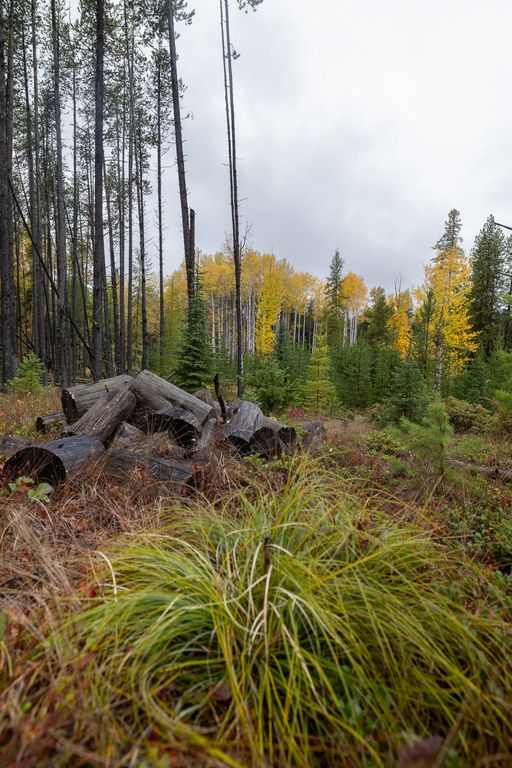 699 Glacier-Elk Creek Road, Condon, MT 59826 photo 100