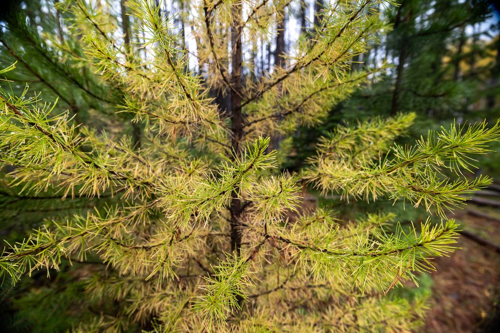 699 Glacier-Elk Creek Road, Condon, MT 59826 photo 101