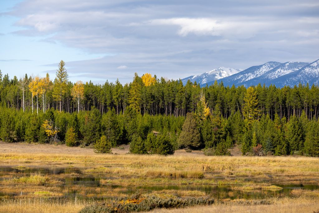 699 Glacier-Elk Creek Road, Condon, MT 59826 photo 105