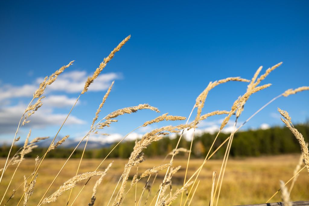 699 Glacier-Elk Creek Road, Condon, MT 59826 photo 107
