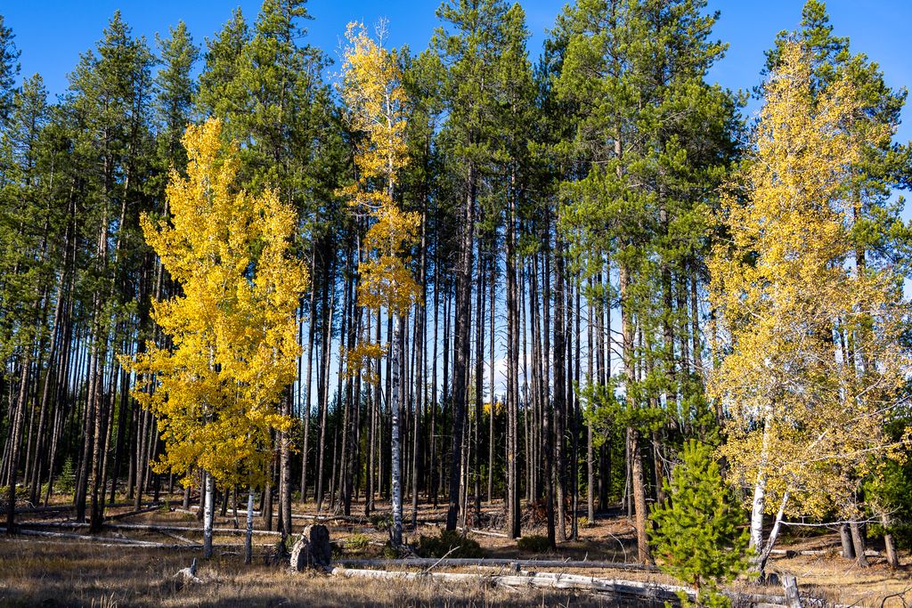 699 Glacier-Elk Creek Road, Condon, MT 59826 photo 108